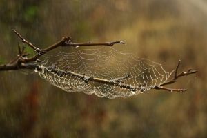 Αράχνες “ζόμπι”: Νεκρές αράχνες μετατρέπονται σε…ρομπότ!(vid)