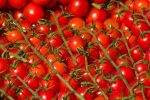 tomatoes-6773858_960_720