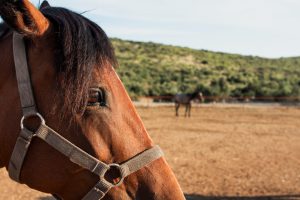 Ληστεία με άλογα βγαλμένη από τον… μεσαίωνα στην Τουρκία! vid