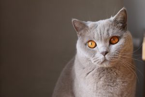 Ο τραγικός θάνατος άντρα στη Βρετανία – Πώς ευθύνονται δύο γάτες
