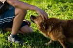 dog-454145_960_720