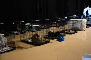 Γαλάτσι: Στο Κλειστό Ολυμπιακό Γυμναστήριο φιλοξενούνται 156 πυρόπληκτα ζώα