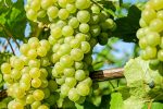grapes-2659832_1280