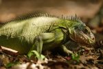 iguana-8863156_960_720