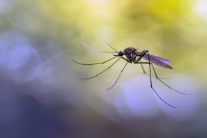 Απίστευτο: Άνδρας βρέθηκε θετικός σε 3 ιούς από κουνούπι και τώρα παλεύει για τη ζωή του(vid)