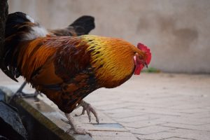 Θορυβώδης κόκορας εκδιώχνεται από το ράντσο του στο Μαλιμπού – Έχει ξεσηκώσει όλη τη γειτονιά!