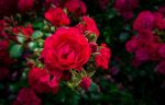roses