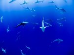 sharks-1867523_1280