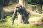 silverback-1926316_960_720