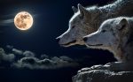 wolf-547203_1280 (1)