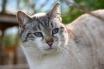 cat-5065514_1280