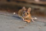 house-mouse-5043031_1280