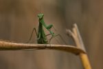 insect-6726518_1280