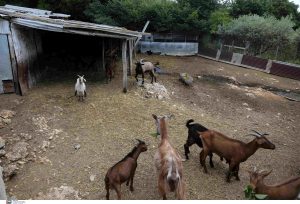 Ευλογιά των αιγοπροβάτων: Γιατί ο εμβολιασμός δεν είναι λύση – Οι επτά λόγοι