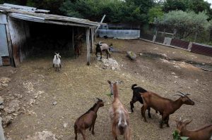 Σύσκεψη στην Περιφέρεια Κεντρικής Μακεδονίας για την αντιμετώπιση της ευλογιάς των αιγοπροβάτων