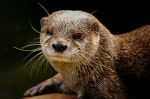 otter-7291814_960_720