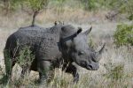 rhinoceros-1837164_1280