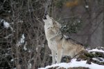 wolf-1992716_1280