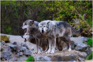 Αλλάζει το ευρωπαϊκό καθεστώς προστασίας των λύκων -Τι λένε εκπρόσωποι περιβαλλοντικών οργανώσεων