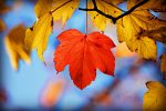 autumn-leaf-3818495_1280