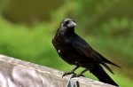 crow-3347176_960_720