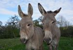 donkeys-2714563_1280