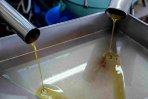 Μάζεμα ελιάς: Η αγωνία των παραγωγών και τα μειονεκτήματα της πρόωρης συγκομιδής