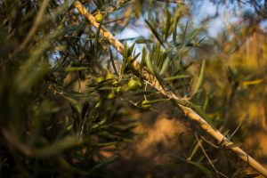Θεσσαλονίκη: Μαζεύει τις ελιές από τα ελαιόδεντρα της πόλης ο δήμος για την παραγωγή δημοτικού ελαιόλαδου