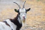 goat-3412678_1280
