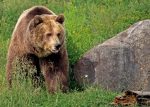 grizzly-bear-3483890_1280