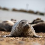 harbour-seal-6588055_1280