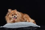 pomeranian-4752990_1280