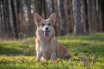 welsh-corgi-pembroke-4246905_1280