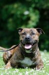american-staffordshire-terrier-672699_960_720