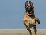 belgian-shepherd-dog-662756_1280