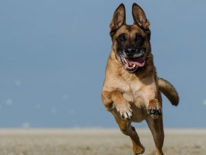 Πανέξυπνος σκύλος έμαθε να γράφει την ράτσα του με πινέλο ζωγραφικής! Βίντεο