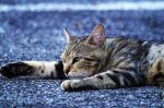 cat-3522890_960_720
