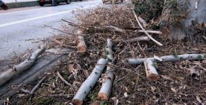 Τρίκαλα: Οι θυελλώδεις άνεμοι ξερίζωσαν δέντρα – Κόπηκε το ρεύμα και έκλεισαν δρόμοι σε χωριά vid