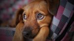 dog-3071334_1280