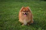 dog-3619020_1280