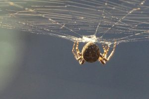 Οι πρώτες γενετικά τροποποιημένες αράχνες στον κόσμο ρίχνουν φθορίζον κόκκινο μετάξι
