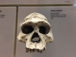 homo-erectus-2242425_1280