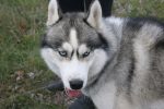 husky-2985503_1280