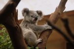 koala-3055832_960_720