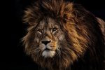 lion-3574819_960_720