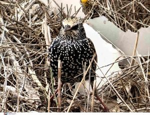 Σοκάρουν οι εικόνες: Εκατοντάδες νεκρά ψαρόνια στην παραλιακή Ναυπλίου – Νέας Κίου ΦΩΤΟ – ΒΙΝΤΕΟ