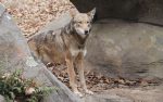 red-wolf-3411072_1280