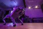 Tetrapodo robot