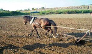Θεσσαλονίκη: Σκηνές της αγροτικής ζωής αναβιώνουν στο σπίτι των εργαλείων της παράδοσης