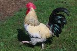 cock-3541628_960_720